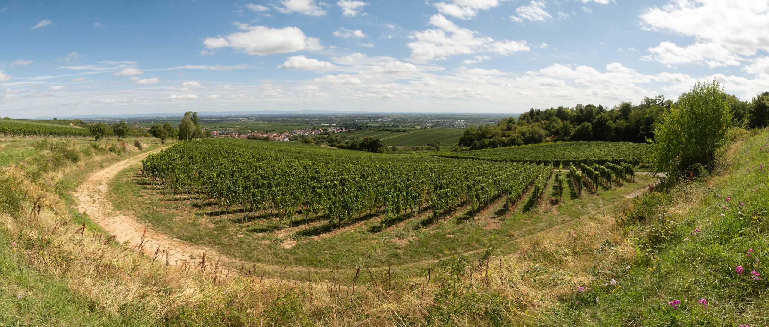 Waarom is de Pfalz zo’n uitstekende wijnregio?
